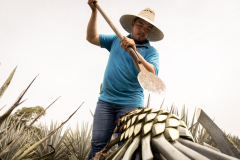 Tequila El Destilador